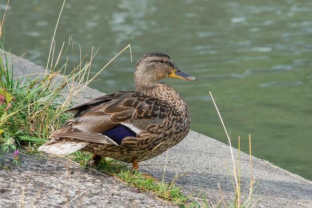 Krydsord for viderekomne: Lær de skjulte hints at kende
